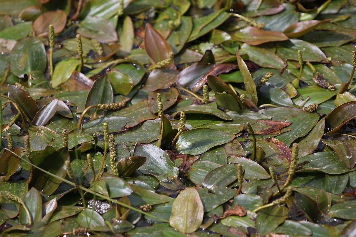 Potamogeton polygonifolius, Bog Pondweed